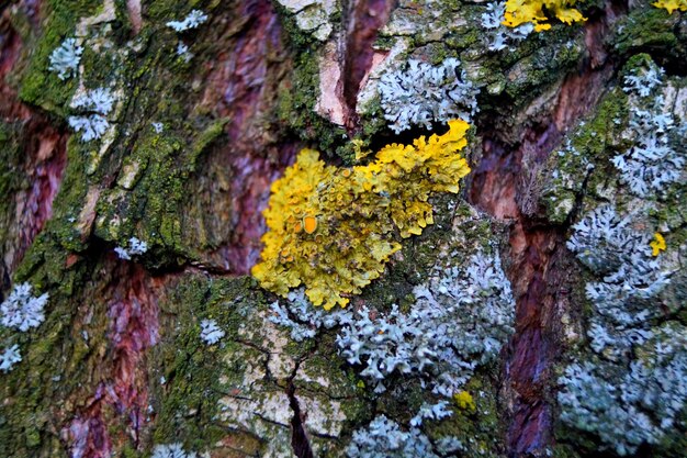 Photo vue rapprochée du lichen sur le tronc d'un arbre