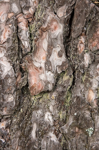 Photo vue rapprochée du lichen sur le tronc d'un arbre