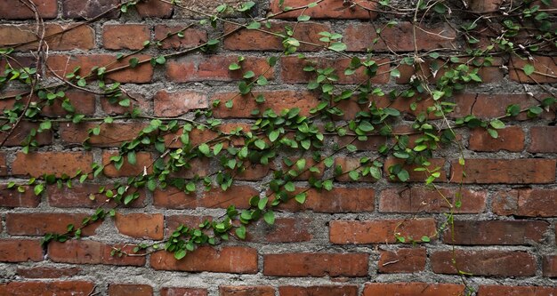 Vue rapprochée du lierre sur le mur