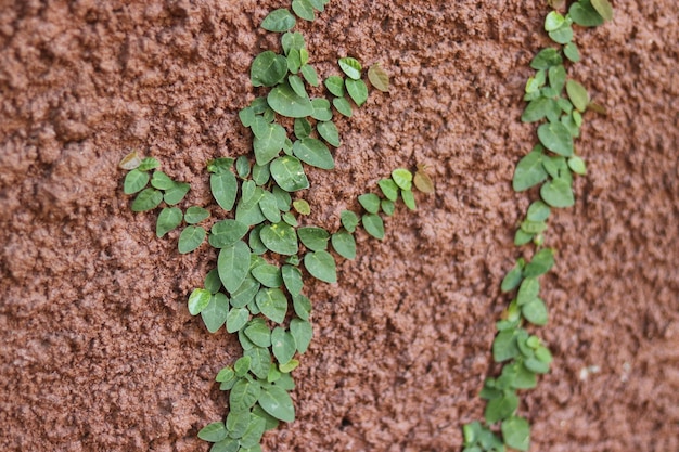 Photo vue rapprochée du lierre qui pousse sur le mur