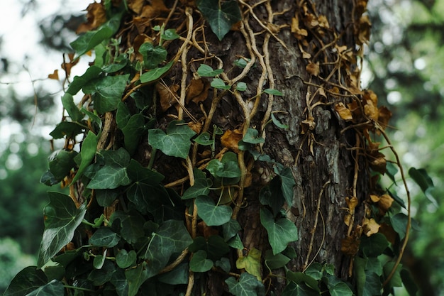 Vue rapprochée du lierre qui pousse sur le tronc d'un arbre