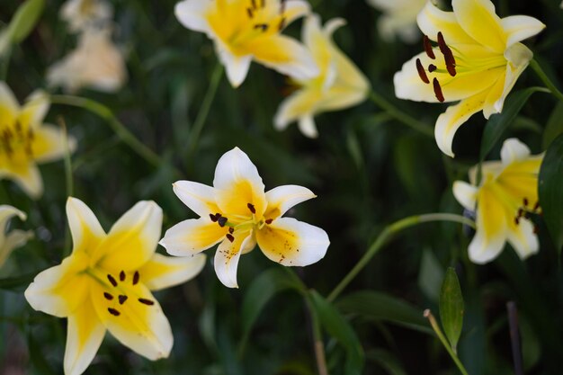 Vue rapprochée du lily blanc