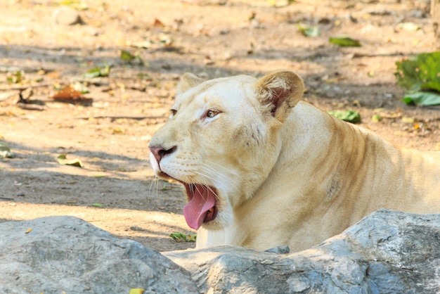 Photo vue rapprochée du lion