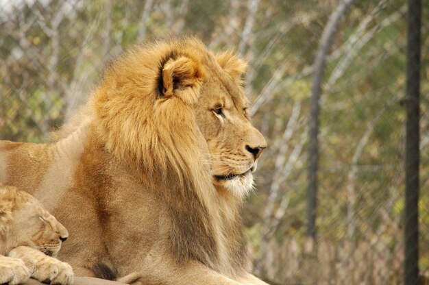 Vue rapprochée du lion