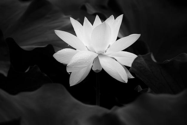 Vue rapprochée du lis d'eau du lotus dans le lac