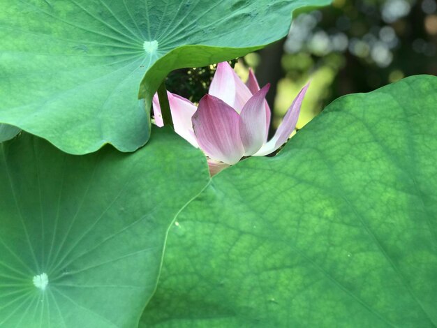 Vue rapprochée du lis d'eau du lotus rose