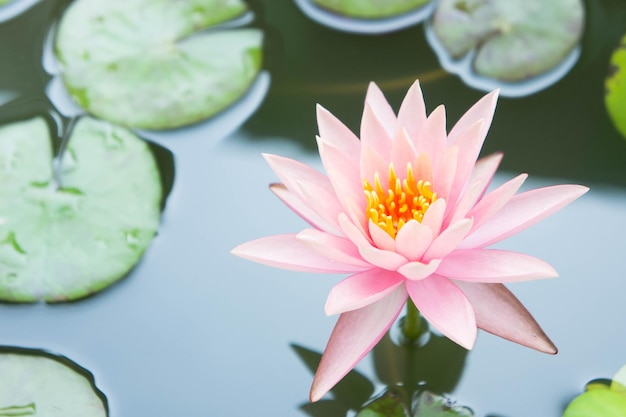 Vue rapprochée du lis d'eau du lotus