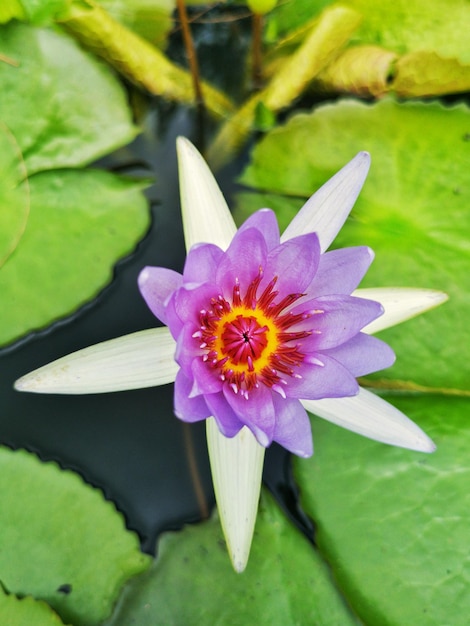 Vue rapprochée du lis d'eau de lotus dans l'étang