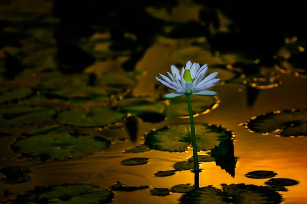 Photo vue rapprochée du lis d'eau de lotus dans l'étang
