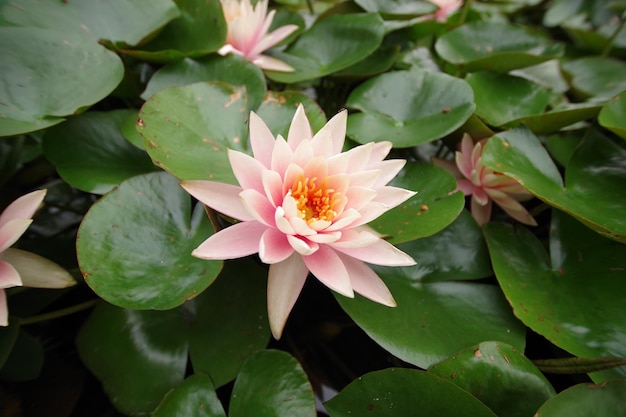 Vue rapprochée du lis d'eau lotus rose dans le lac