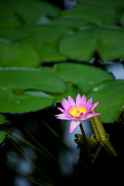 Vue rapprochée du lis d'eau de lotus rose en fleurs dans l'étang