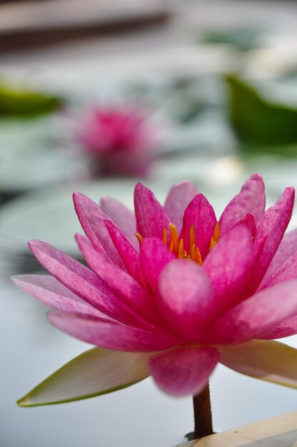 Photo vue rapprochée du lis d'eau de lotus rose en fleurs dans l'étang