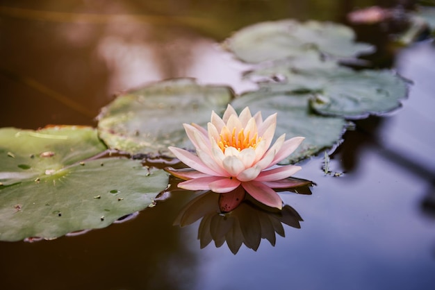 Vue rapprochée du lotus dans le lac
