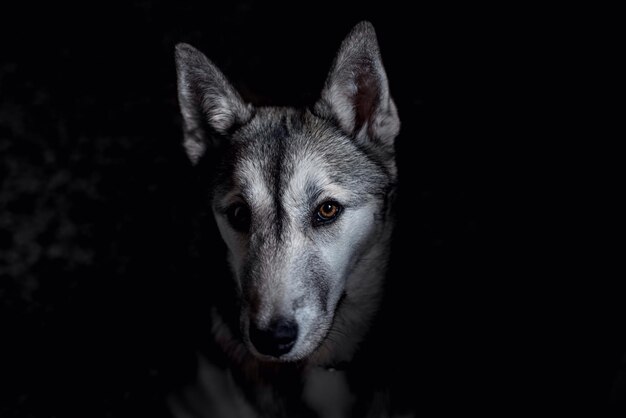 Photo vue rapprochée du loup la nuit