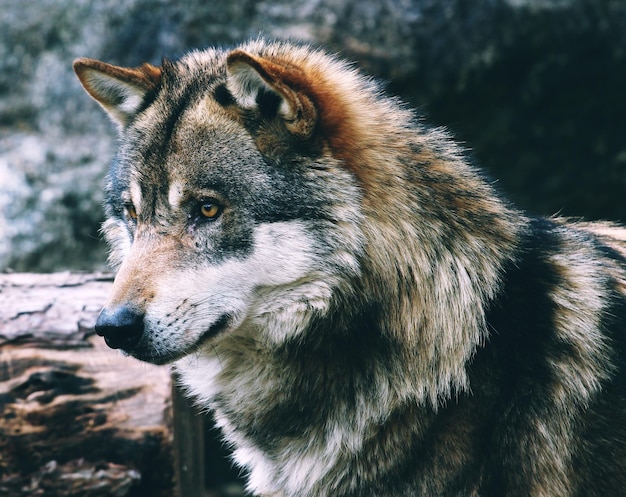 Vue rapprochée du loup