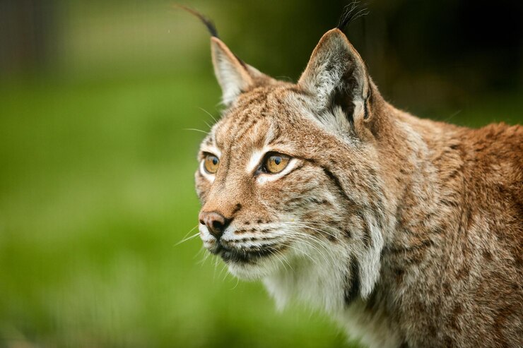 Photo vue rapprochée du lynx