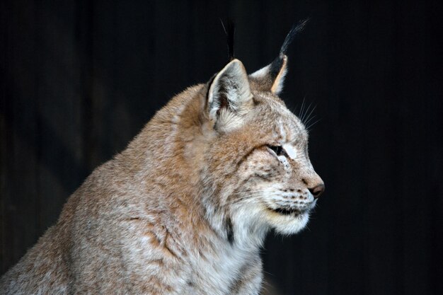 Photo vue rapprochée du lynx