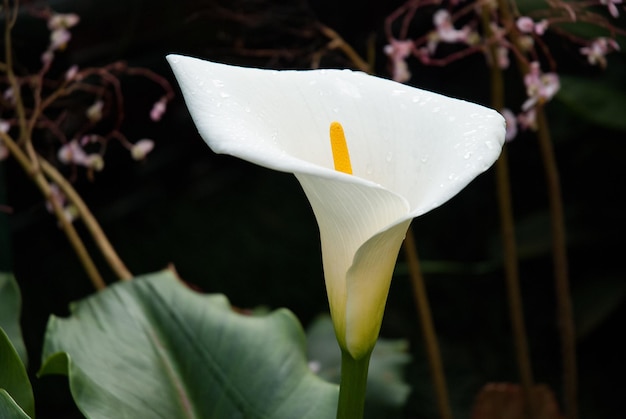 Photo vue rapprochée du lys blanc en fleurs à l'extérieur