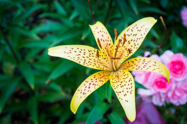 Vue rapprochée du lys en fleur sur la plante