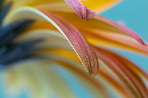 Photo vue rapprochée du lys de jour en fleurs à l'extérieur