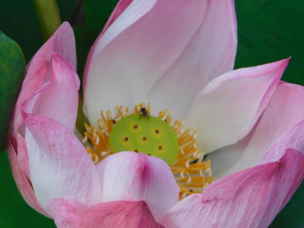 Photo vue rapprochée du lys de lotus rose