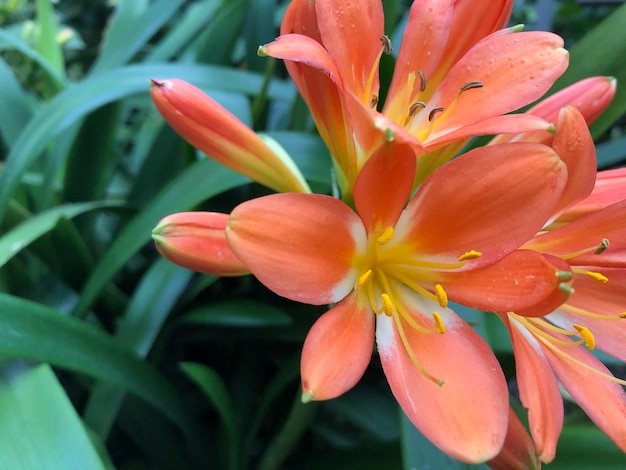 Photo vue rapprochée du lys orange de la plante à fleurs