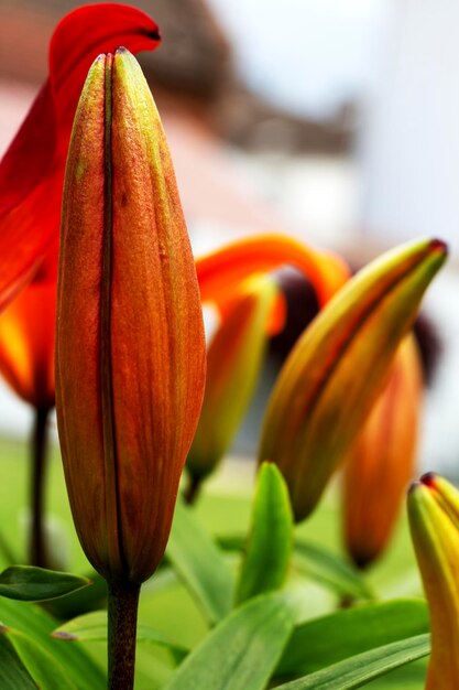 Vue rapprochée du lys orange de la plante