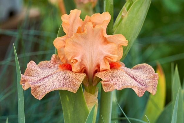 Vue rapprochée du lys orange sur la plante