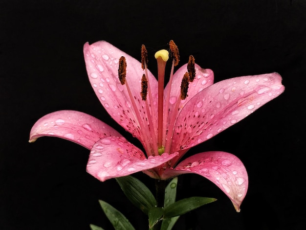 Photo vue rapprochée du lys rose en fleurs à l'extérieur