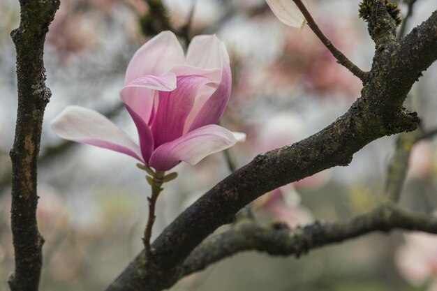 Photo vue rapprochée du magnolia à fleurs roses