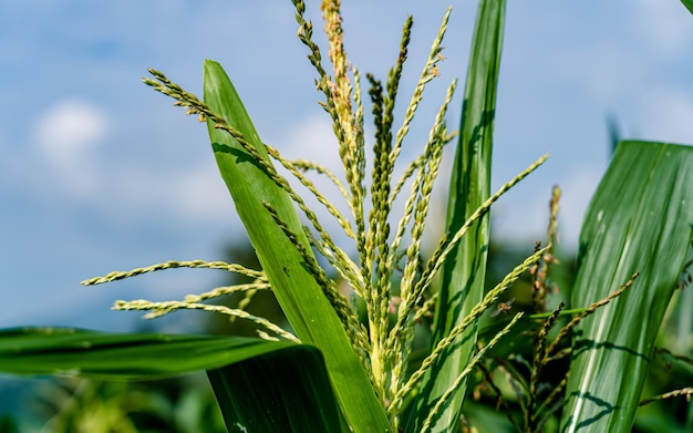 vue rapprochée du maïs sur les terres agricoles