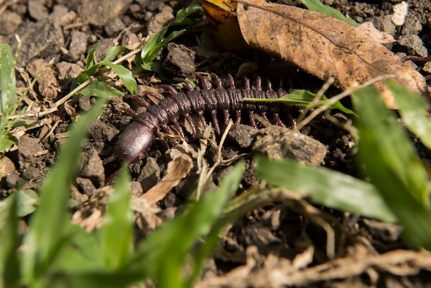 Vue rapprochée du mille-pattes au sol