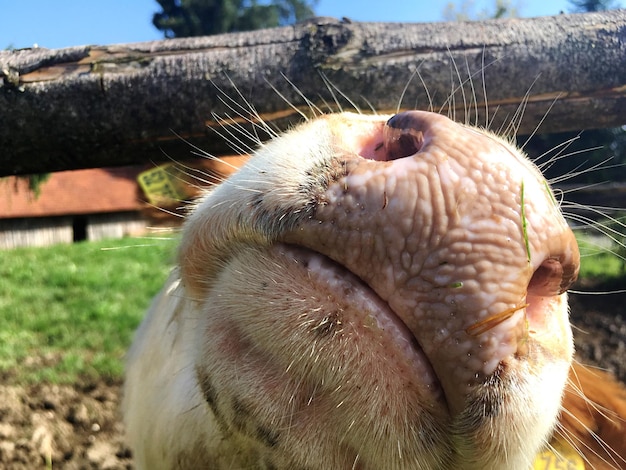 Photo vue rapprochée du museau de cochon regardant à travers une clôture en bois
