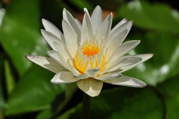 Vue rapprochée du nénuphar blanc en fleur pendant une journée ensoleillée