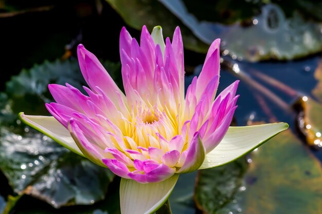 Vue rapprochée du nénuphar dans le lac