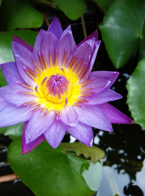 Vue rapprochée du nénuphar violet en fleurs dans l'étang