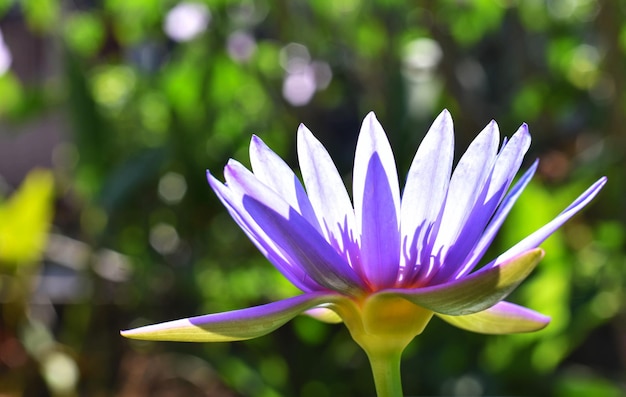 Photo vue rapprochée du nénuphar violet