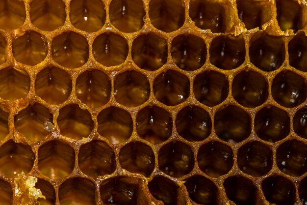 Vue rapprochée du nid d'abeille jaune avec du miel sucré