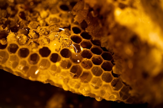 Vue rapprochée du nid d'abeille