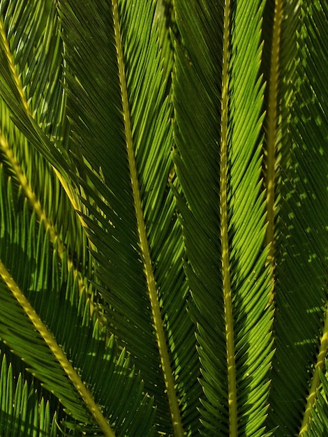 Vue rapprochée du palmier