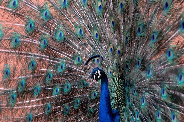 Vue rapprochée du paon africain un grand oiseau aux couleurs vives Portrait de beau paon avec des plumes