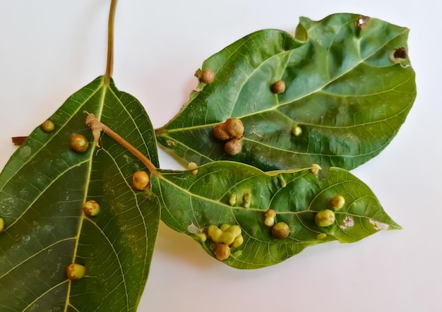 Vue rapprochée du parasite des galles des feuilles avec fond blanc.