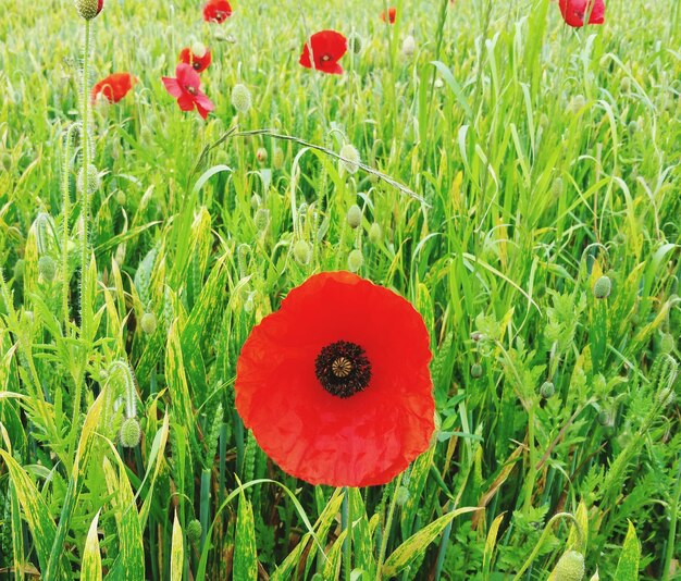 Photo vue rapprochée du pavot rouge dans le champ