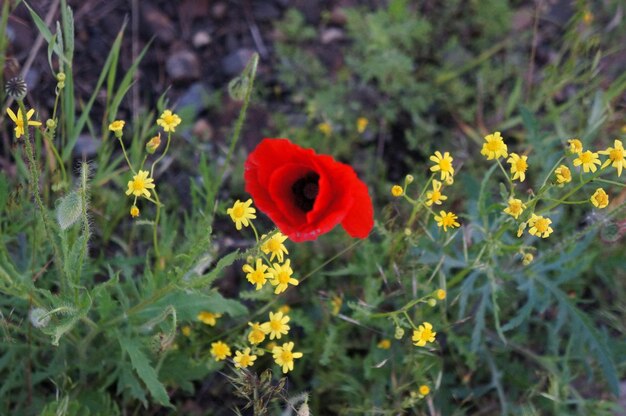 Photo vue rapprochée du pavot rouge en fleur dans un champ