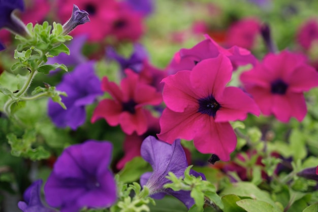 Vue rapprochée du pétunia bleu et rose ou des fleurs de sulnia