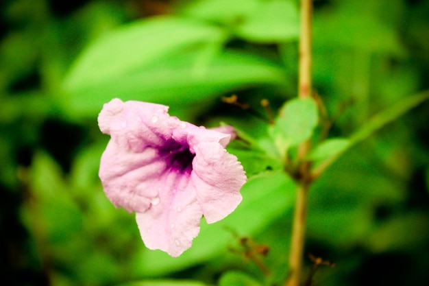 Photo vue rapprochée du pétunia violet humide