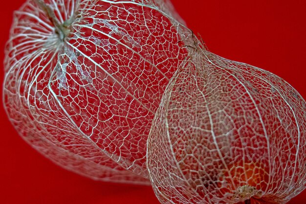 Photo vue rapprochée du physalis