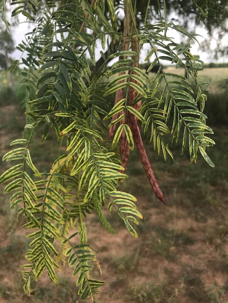 Vue rapprochée du pin