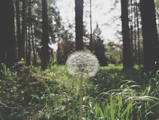 Photo vue rapprochée du pissenlit contre les arbres de la forêt