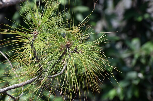 Photo vue rapprochée du pissenlit sur la plante